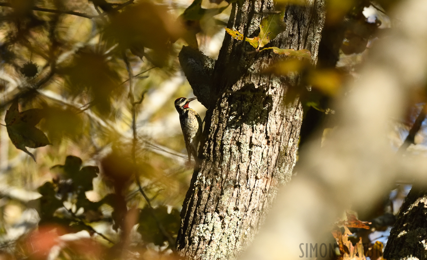 Sphyrapicus varius [400 mm, 1/1600 sec at f / 8.0, ISO 1600]